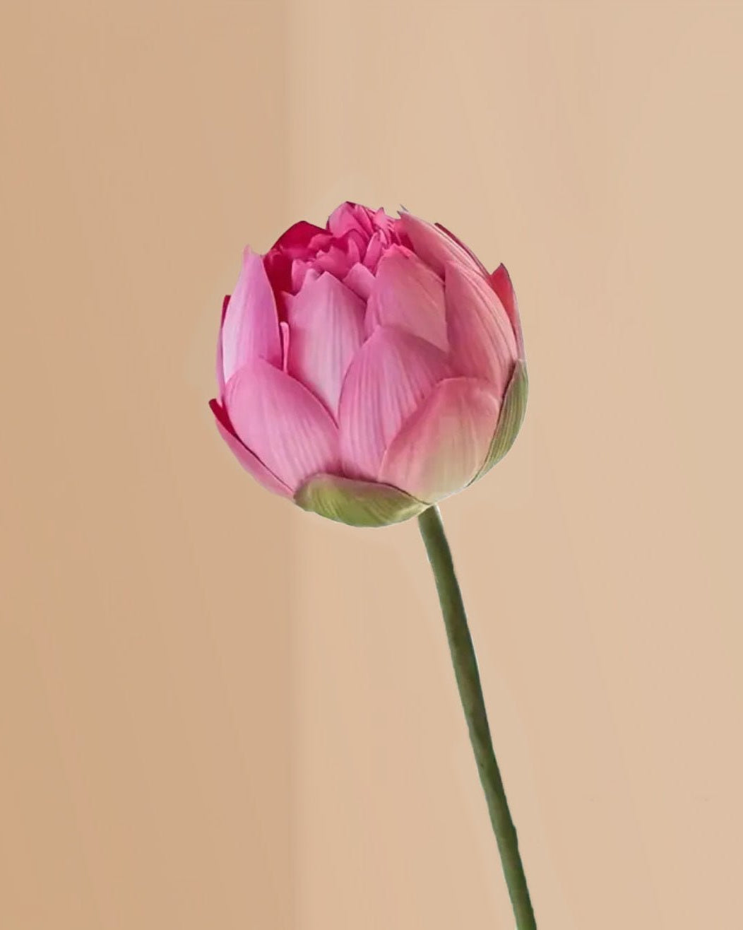 Pink Lotus Flower Stem Closed - Single - Marble Lotus - Lotus Flower Stem Closed