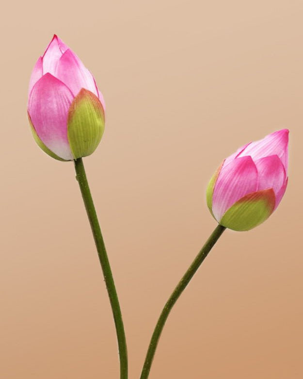 Pink Lotus Flower Stem Closed - Single - Marble Lotus - Lotus Flower Stem Closed